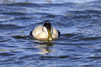 Common eider duck (Somateria mollissima) male, drake in breeding plumage swimming along the North
