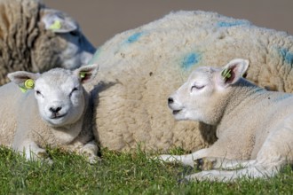 Texelaar ewe with two lambs resting on dyke, white breed of sheep on the island Texel, West Frisian