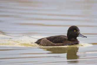 Tufted Duck (Aythya fuligula) wbl Germany