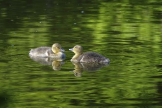 Grey goose goslings, May, Germany, Europe