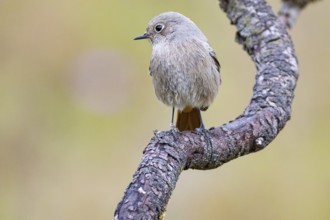 Black redstart (Phoenicurus ochruros) Germany