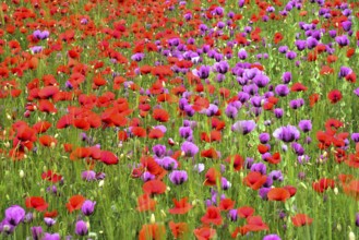 Field with poppies, red poppy (Papaver somniferum) and pink poppy, Bavaria, Germany, Europe