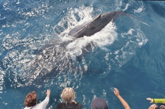 People on boat watching Humpback whale (Megaptera novaeangliae), Hervey Bay, Queensland, Australia,
