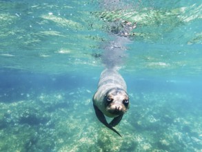Sea lion (Zalophus wollebaeki), underwater, Galapagos, Ecuador, South America