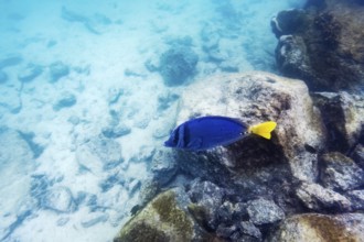 Palmetto surgeonfish (Paracanthurus hepatus), underwater, Galapagos, Ecuador, South America