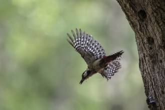 Great spotted woodpecker (Dendrocopos major), taking off, Emsland, Lower Saxony, Germany, Europe