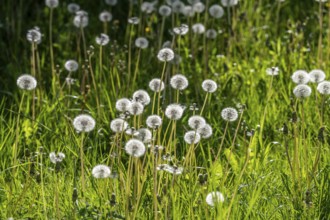 Meadow with dandelion, dandelion, in full fruit ripeness, Taraxacum, spring, landscape in