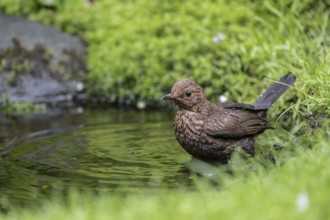 Blackbird (Turdus merula), bathing, Emsland, Lower Saxony, Germany, Europe
