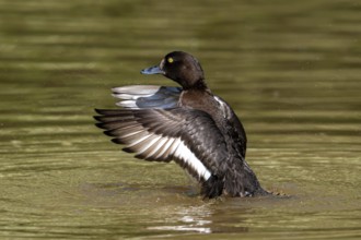 Tufted duck, tufted pochard (Aythya fuligula, Anas fuligula) adult female bathing and flapping