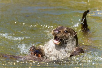 An otter emerges in the water with its mouth open, European otter (Lutra lutra) Germany