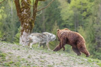 A Eurasian gray wolf (Canis lupus lupus) encounters a European brown bear (Ursus arctos arctos) in