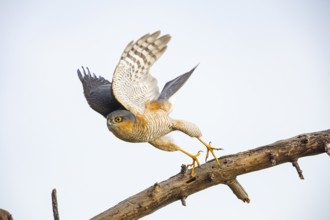 Sparrowhawk (Accipiter nisus) Germany