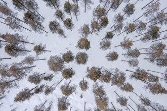 Aerial view over snow covered pine forest with Scots pines (Pinus sylvestris) in winter, Finland,