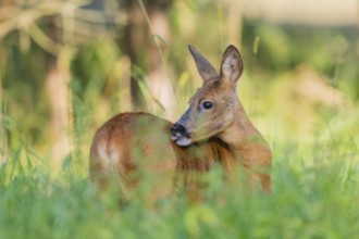 Roe deer (Capreolus capreolus) standing on a meadow, Hesse, Germany, Europe