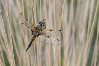 Four-spotted dragonfly (Libellula quadrimaculata), Emsland, Lower Saxony, Germany, Europe