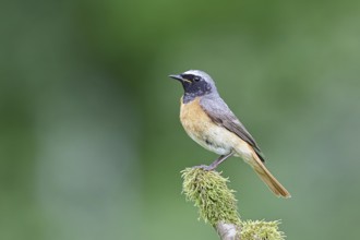 Redstart (Phoenicurus phoenicurus), male on a mossy branch, songbird, wildlife, Siegerland, North