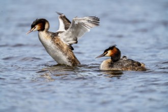 Great Crested Grebe (Podiceps scalloped ribbonfish), with chicks on its back, Vulkaneifel,