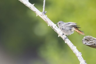 Black redstart (Phoenicurus ochruros) Germany
