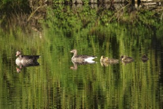 Greylag geese with offspring at a lake, May, Germany, Europe