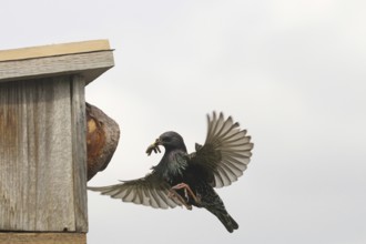 Starling (Sturnus vulgaris) flies to the nesting box in the garden with food in its beak, Allgäu,
