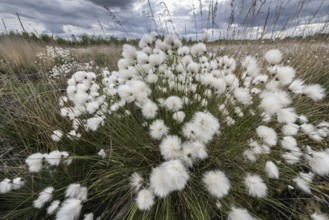 Sheath cottongrass (Eriophorum angustifolium), Emsland, Lower Saxony, Germany, Europe