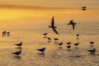 Silhouettes of redshanks foraging among colony of black-headed gulls resting in shallow water of