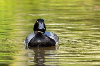 Greater scaup (Aythya marila, Anas marila) male, drake in breeding plumage swimming in lake
