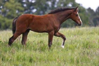 Young horse, foal (Equus ferus caballus) domestic horse, young large horse running across meadow,