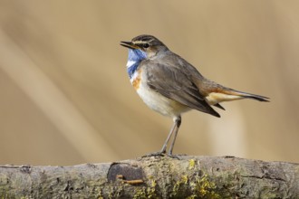 Bluethroat (Luscinia svecica cyanecula) ml Germany