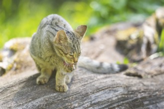 European wildcat (Felis silvestris silvestris) on an old tree trunk, Hesse, Germany, Europe