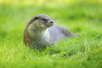 Eurasian otter (Lutra lutra) on a meadow, Hesse, Germany, Europe