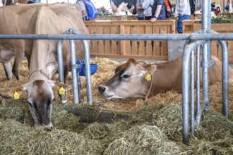 Dairy cows Jersey