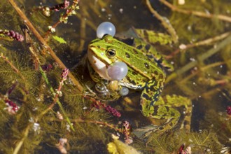 A frog with sound bubbles in the water, surrounded by algae and plants, water frog (Rana esculante)