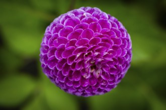 Pink ball or pompom dalhie, Inverewe Gardens, Poolewe, Loch Ewe, Highlands, Highlands, Scotland,