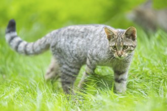 European wildcat (Felis silvestris silvestris) on a meadow, Hesse, Germany, Europe
