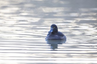 Tufted Duck (Aythya fuligula) wbl Germany