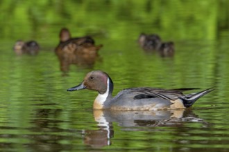Northern pintail (Anas acuta) male and female swimming in pond in spring