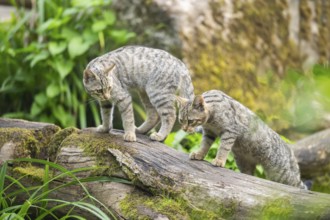 European wildcat (Felis silvestris silvestris) on an old tree trunk, Hesse, Germany, Europe