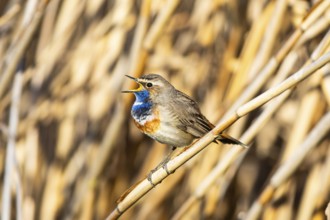 Bluethroat (Luscinia svecica cyanecula) ml Germany