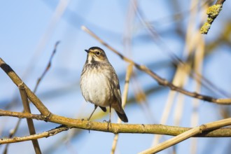 Bluethroat (Luscinia svecica cyanecula) wbl Germany