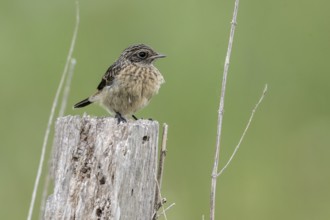 Juvenile stonechat (Saxicola rubicola), Emsland, Lower Saxony, Germany, Europe