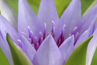 Nymphaea colorata (Nymphaea colorata)