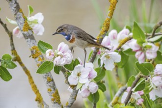 Bluethroat (Luscinia svecica cyanecula) ml Germany
