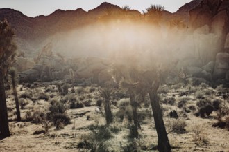 Joshua Tree National Park