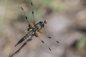 Four-spotted dragonfly (Libellula quadrimaculata), Emsland, Lower Saxony, Germany, Europe