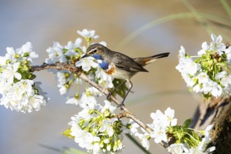 Bluethroat (Luscinia svecica cyanecula) ml Germany