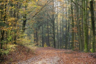 Landscape of a trail going through the European beech (Fagus sylvatica) forest, colored leaves in