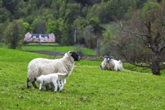 Sheep on farms, West Highlands Farms, Scotland, England, United Kingdom, Europe