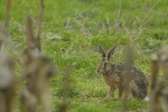 European hare (Lepus europaeus), sitting, field, Lower Austria