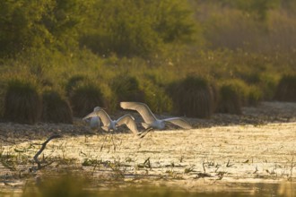 Great White Egret (Ardea alba), flying, morning mood, backlight, Lower Austria
